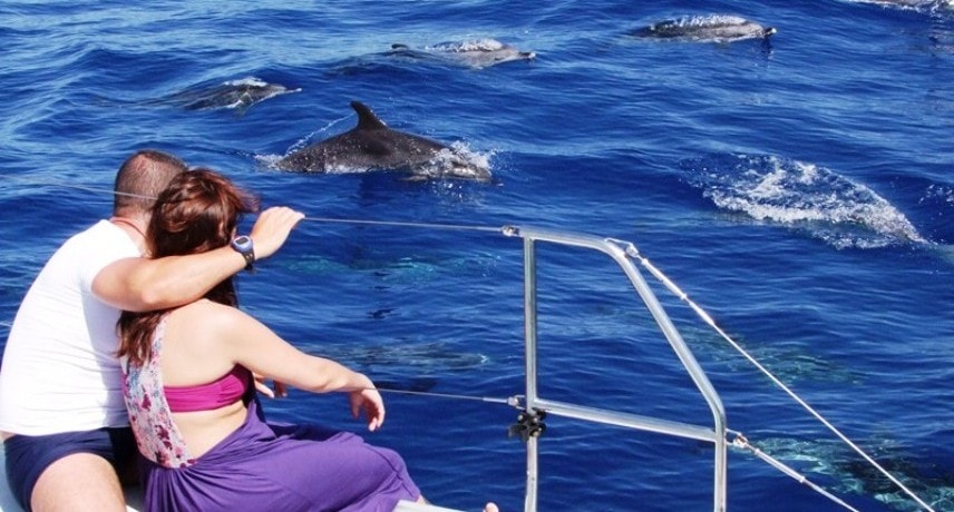 5. Dolphin and Whale watching in Madeira Island